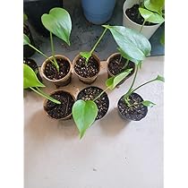 Amazon.co.jp: モンステラ 抜き苗 2株セット : DIY・工具・ガーデン